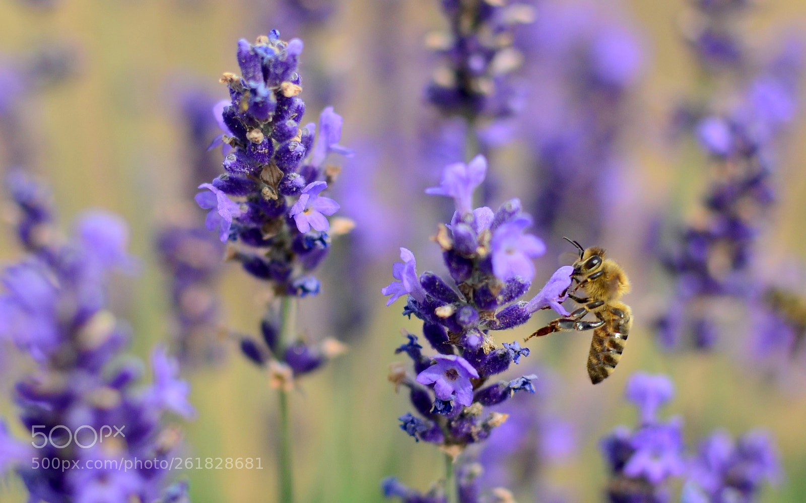 Nikon D5100 sample photo. Lavender 2 photography