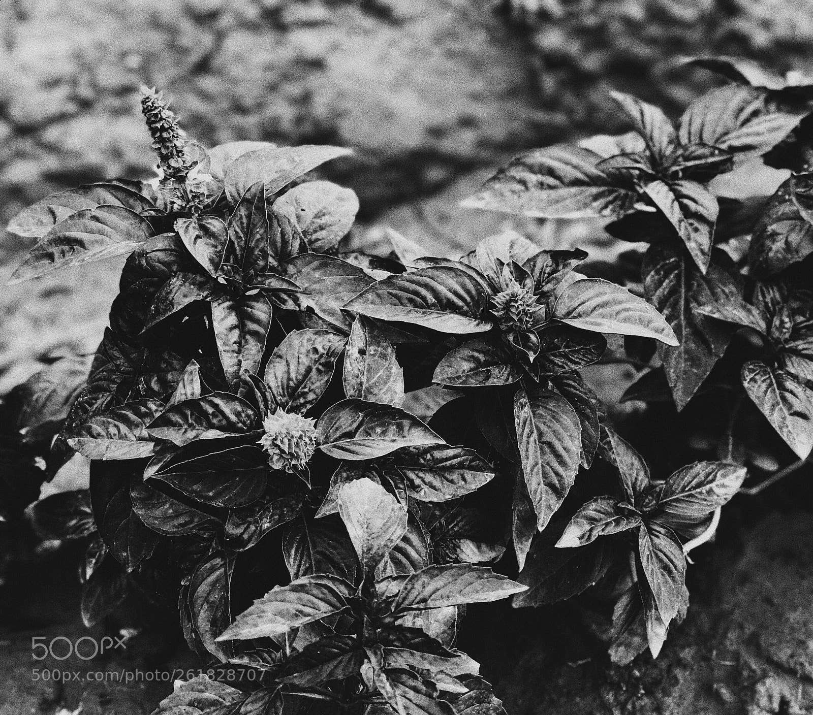 Apple iPhone 7 Plus sample photo. Black nature  photography