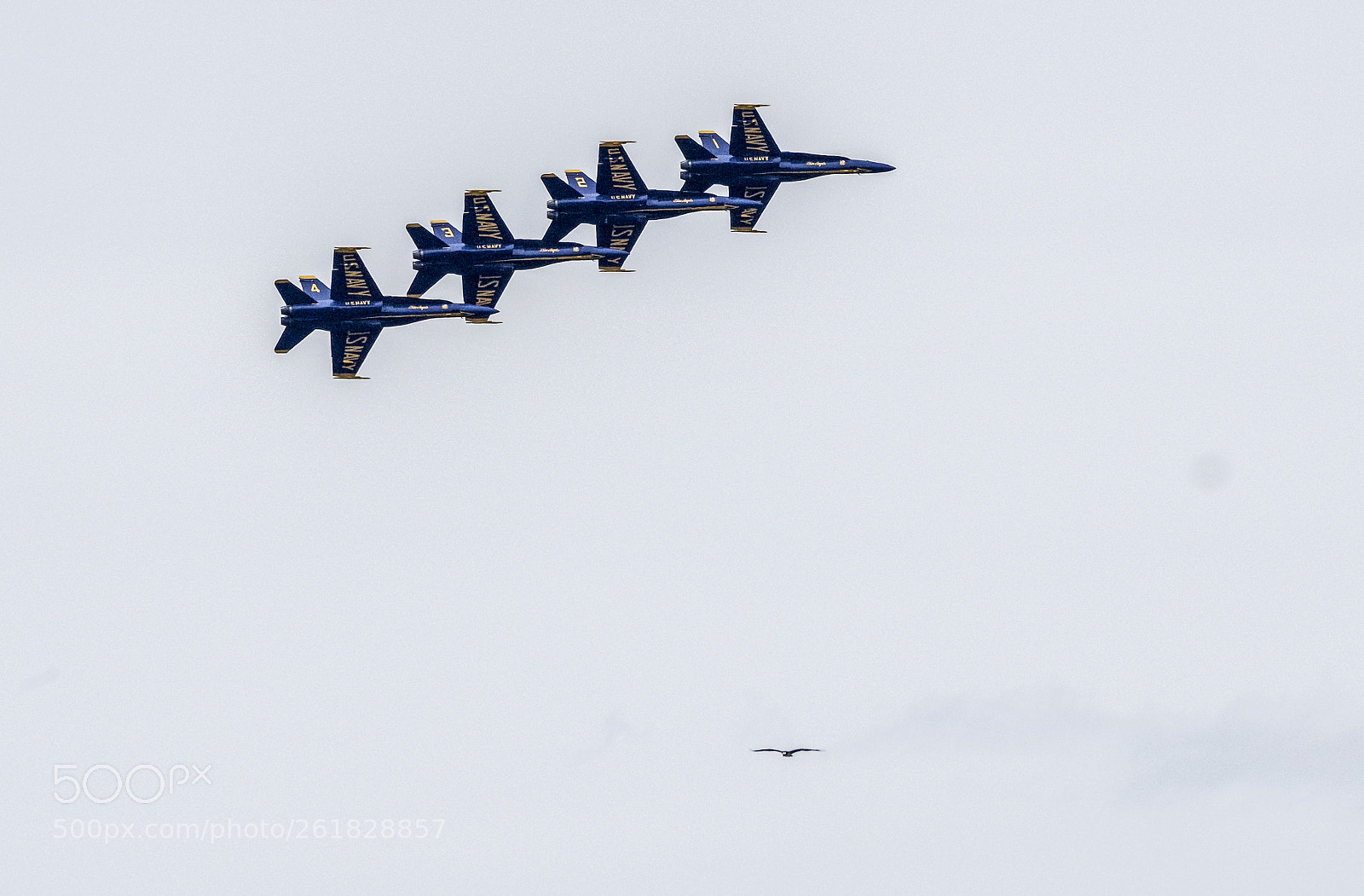 Pentax K-1 sample photo. Five birds in flight photography