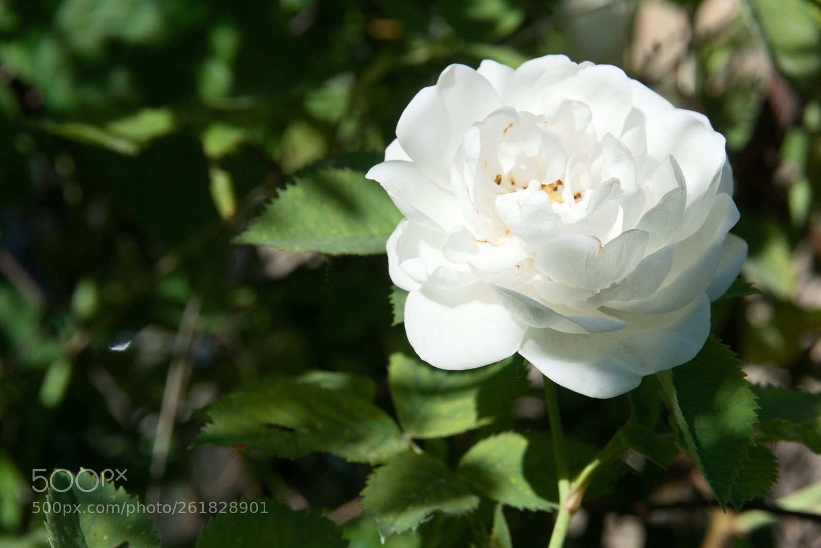 Sony a6000 sample photo. Dsc photography