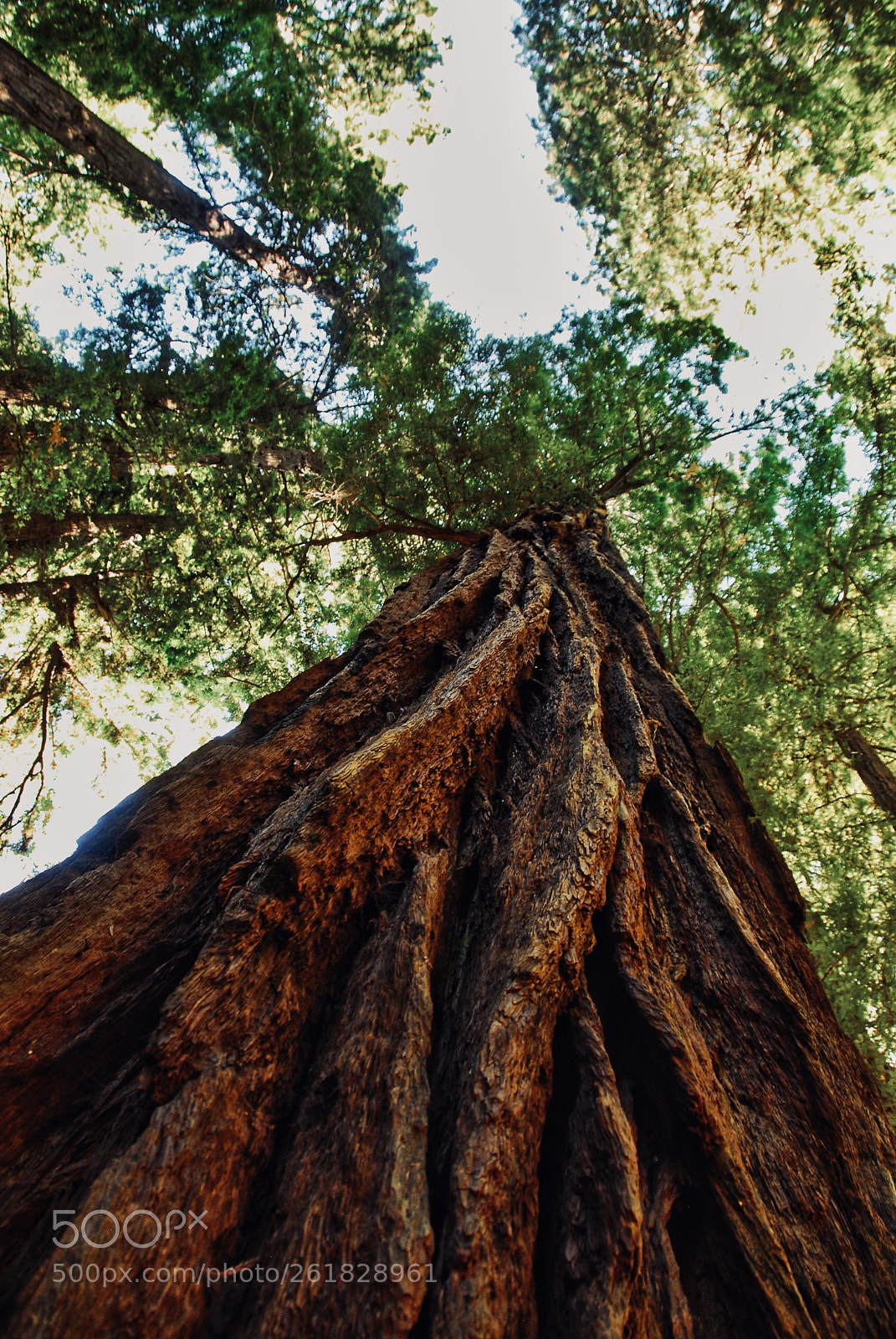 Nikon D200 sample photo. Look up to the photography