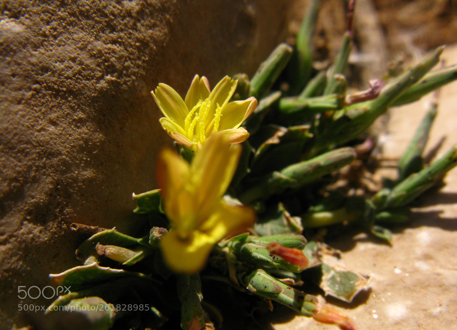 Canon POWERSHOT A650 IS sample photo. Untitled photography