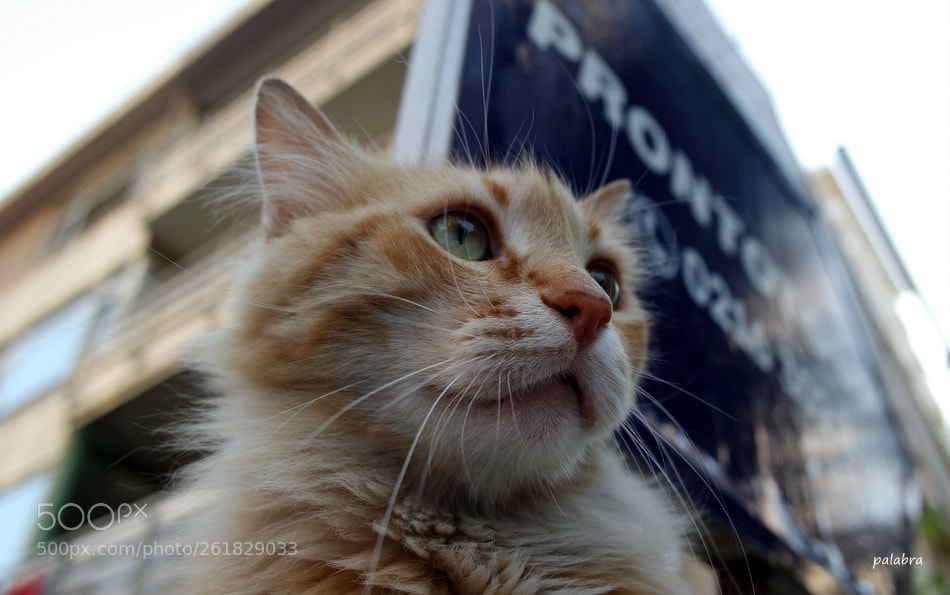 Samsung NX3000 sample photo. ... photography