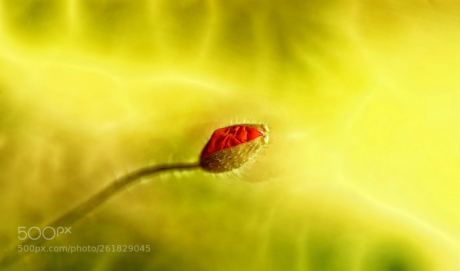 Sony a7R III sample photo. Mohn.leuchten.aufgang ... photography