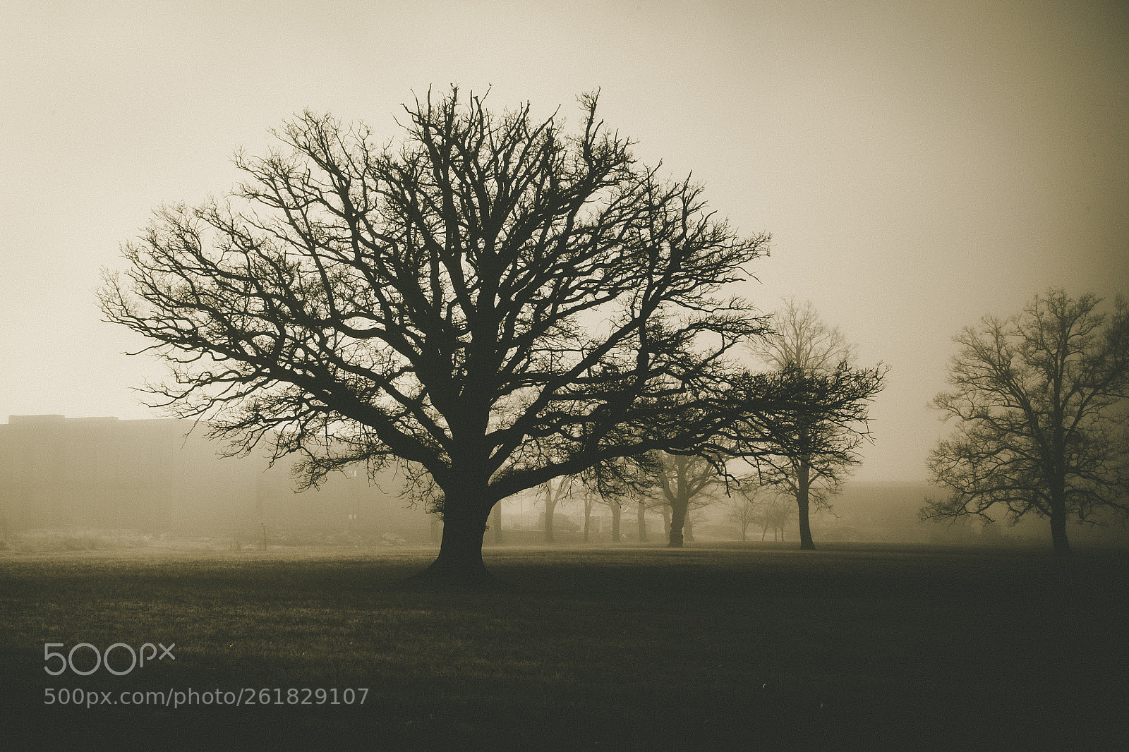 Canon EOS 6D sample photo. Tree of life photography