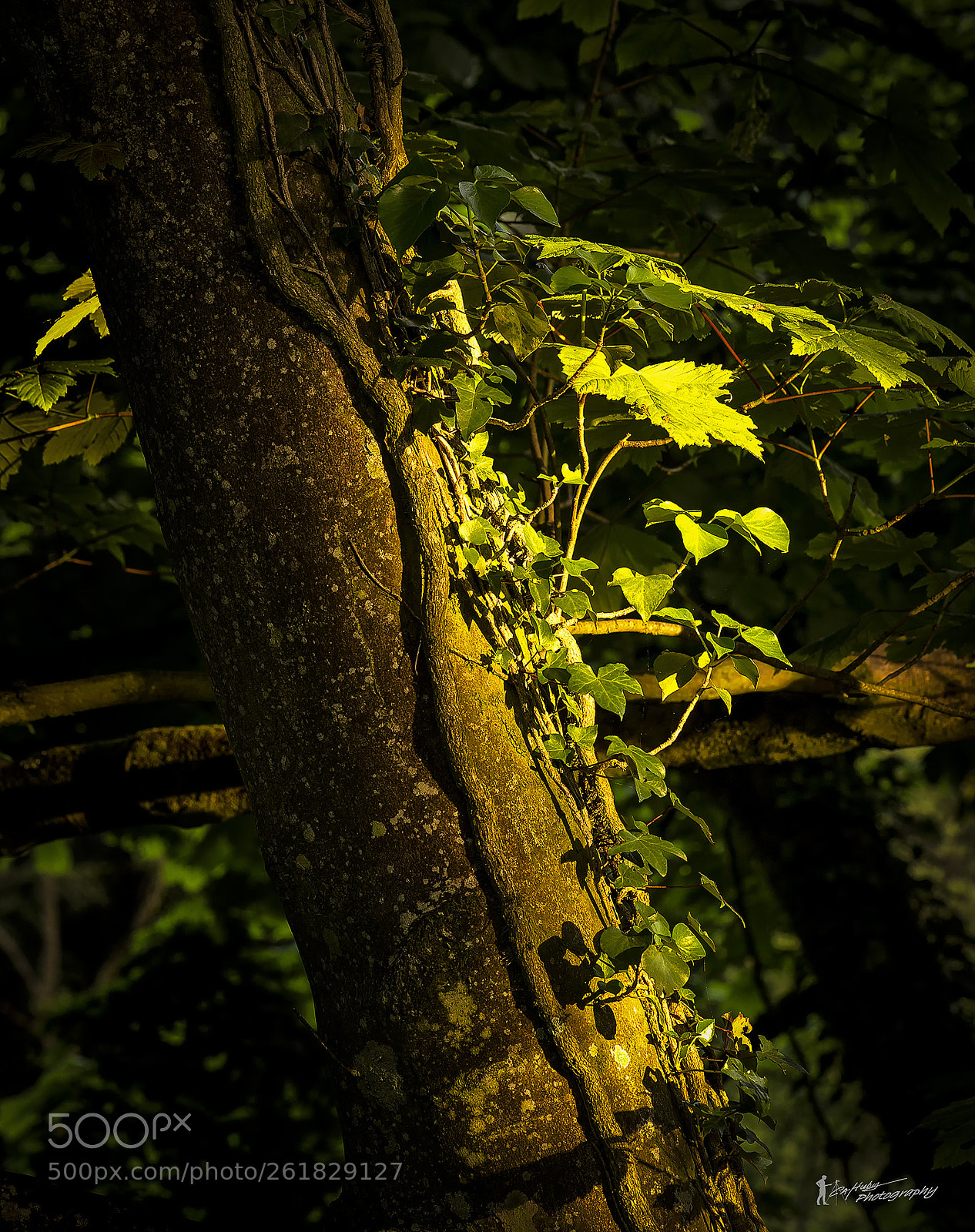 Canon EOS 6D sample photo. Leaves lit by the photography
