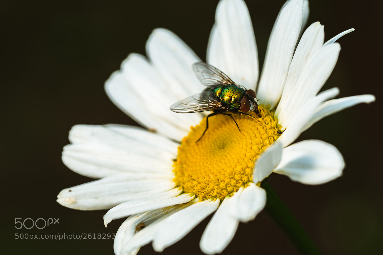 Sony a7R III sample photo. Chromey photography