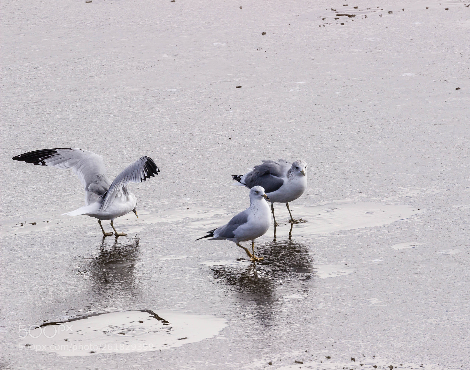 Canon EOS 600D (Rebel EOS T3i / EOS Kiss X5) sample photo. Ring-billed gulls photography