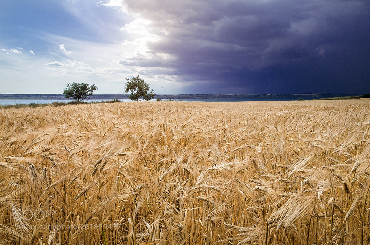Nikon D7000 sample photo. Yellow field of wheat photography