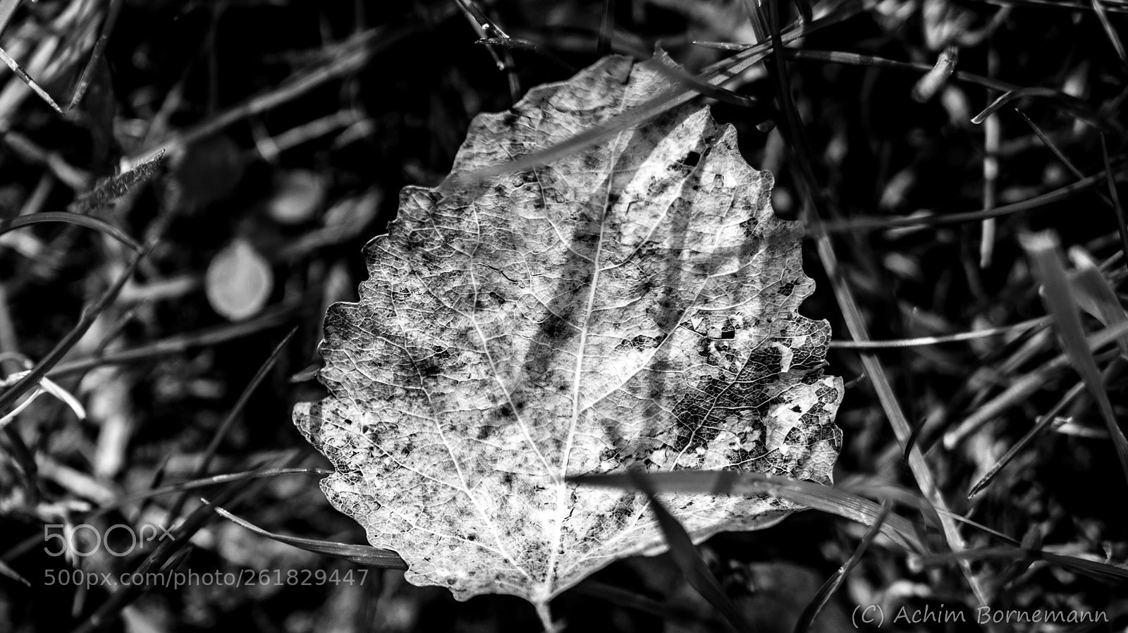 Sony SLT-A58 sample photo. Transience photography