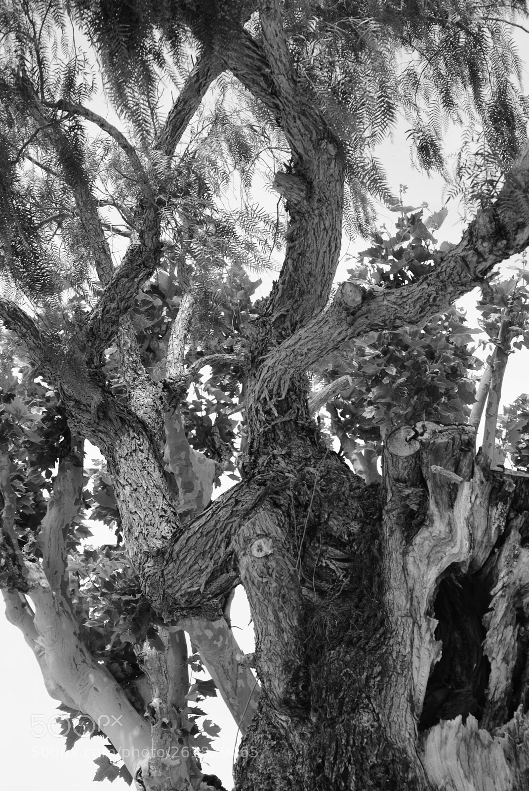 Nikon D3000 sample photo. El muntany zona protegida photography