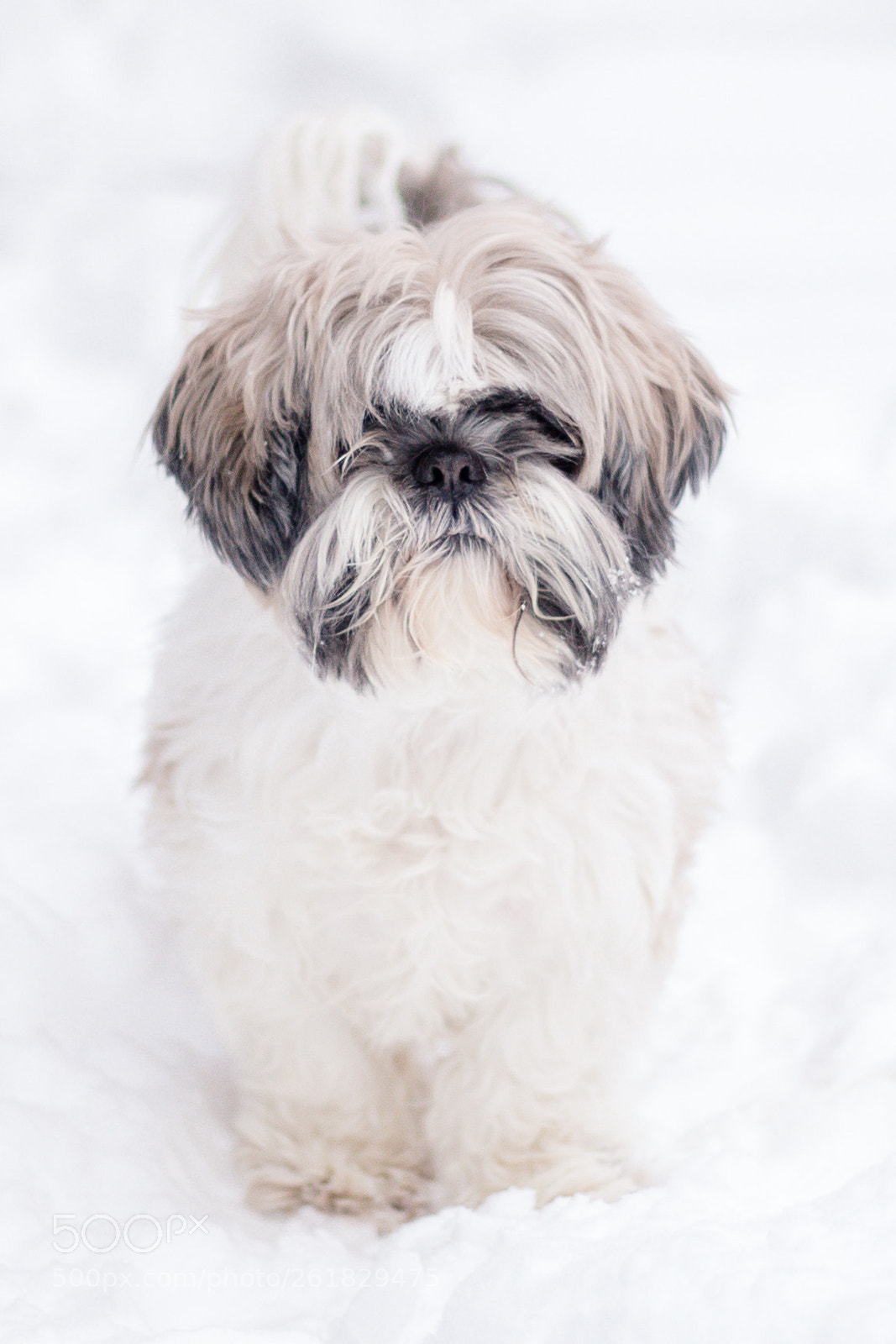 Canon EOS 6D sample photo. Snow dog photography
