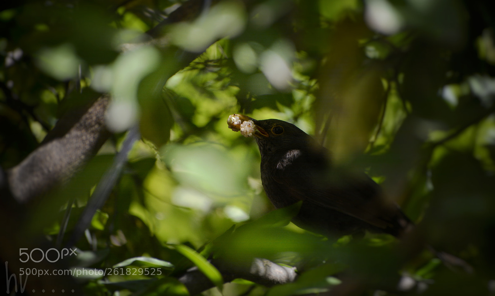Nikon D7100 sample photo. Black bird feeding juveniles photography