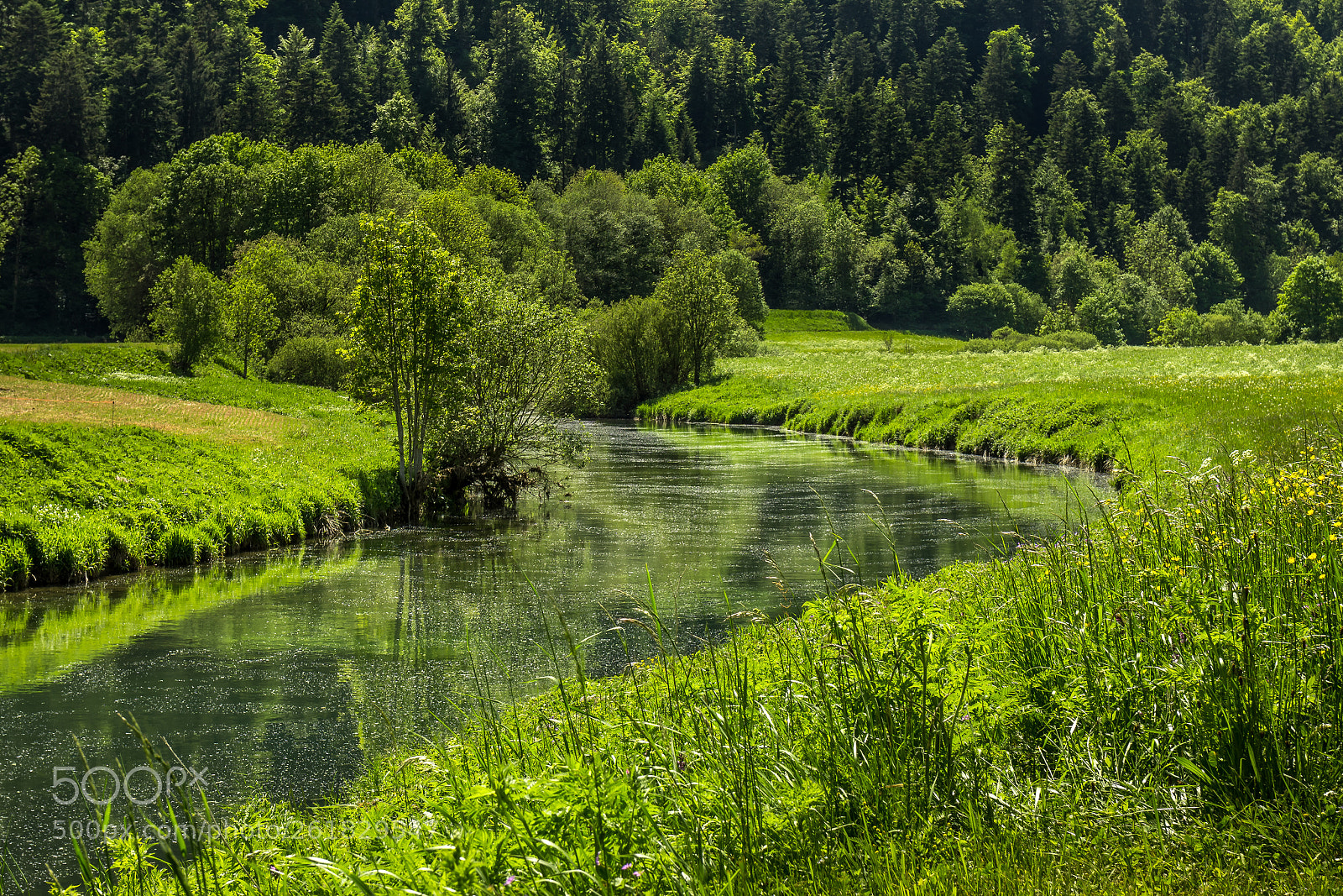 Sony a6000 sample photo. The green silence photography