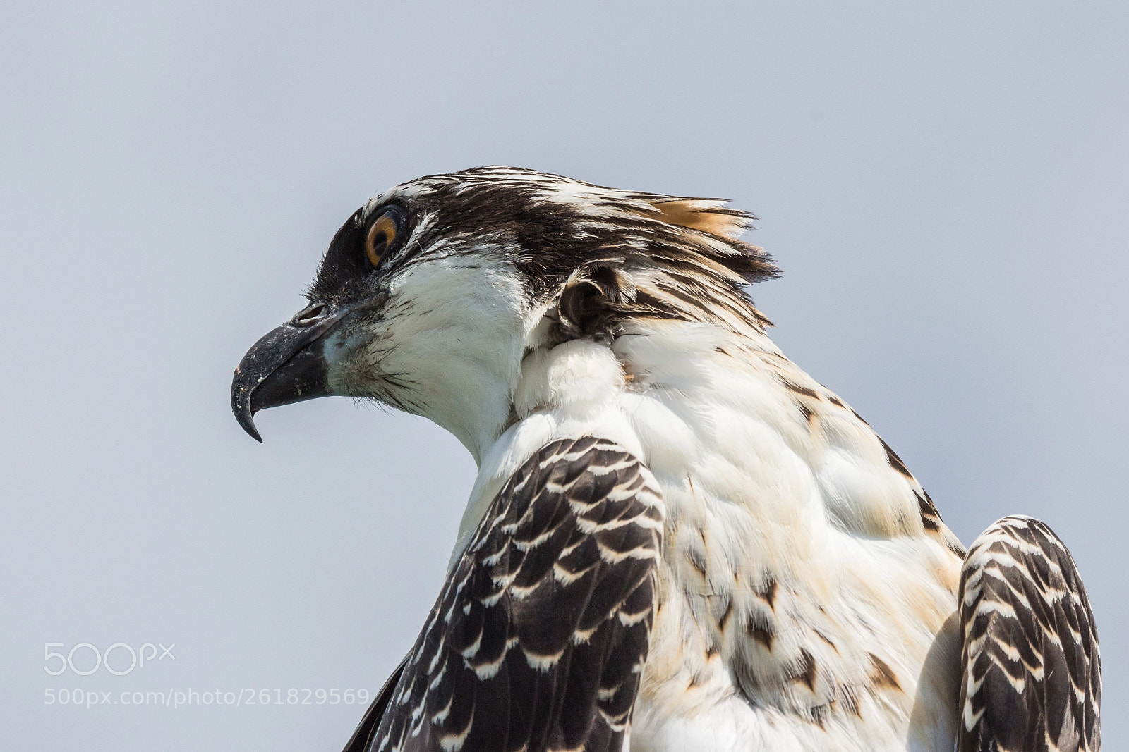 Canon EOS 650D (EOS Rebel T4i / EOS Kiss X6i) sample photo. Western osprey (pandion haliaetus) photography