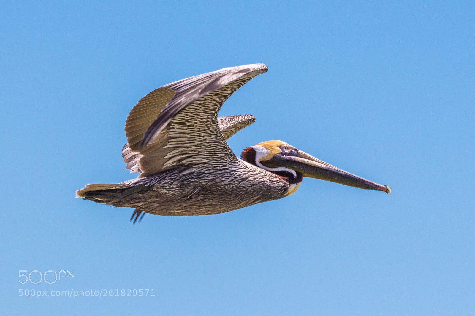 Canon EOS 650D (EOS Rebel T4i / EOS Kiss X6i) sample photo. Brown pelican (pelecanus occidentalis) photography