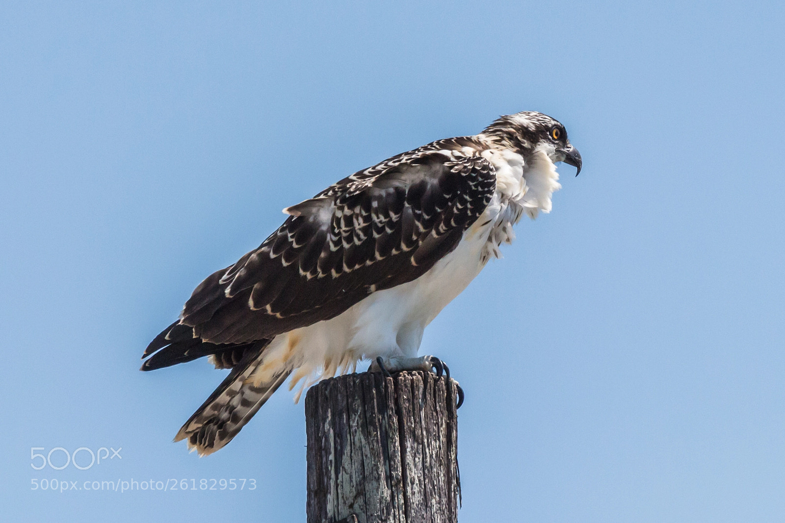 Canon EOS 650D (EOS Rebel T4i / EOS Kiss X6i) sample photo. Western osprey (pandion haliaetus) photography