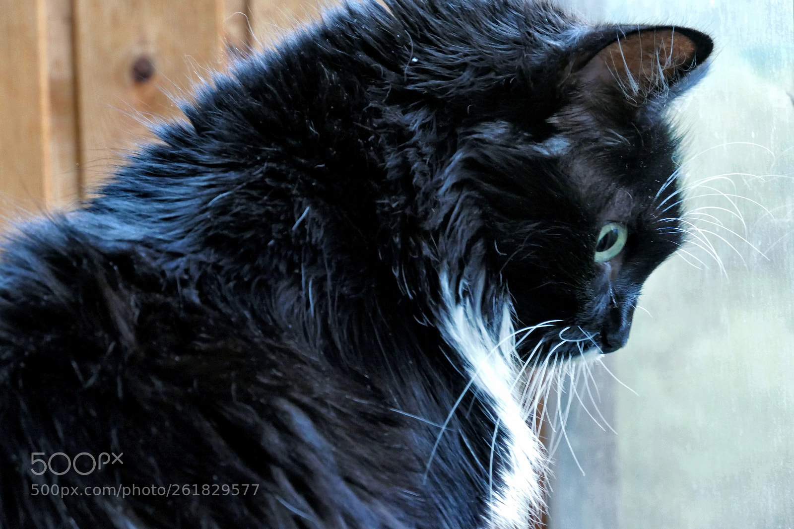 Panasonic DC-TZ200 sample photo. Thoughtfulness photography