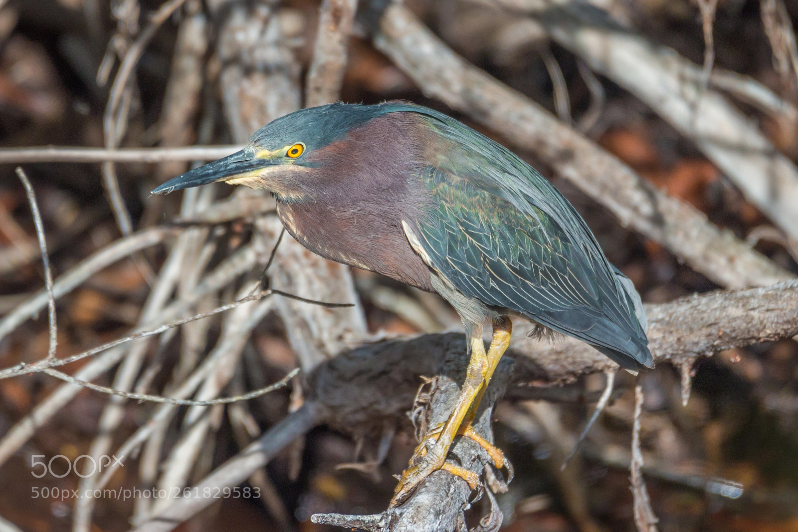 Canon EOS 650D (EOS Rebel T4i / EOS Kiss X6i) sample photo. Green heron (butorides virescens) photography