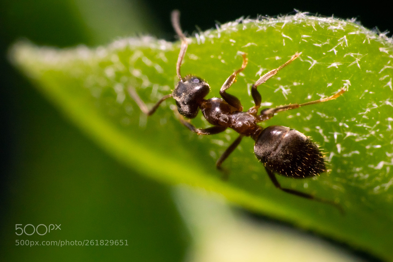 Sony a6000 sample photo. Cute ant photography