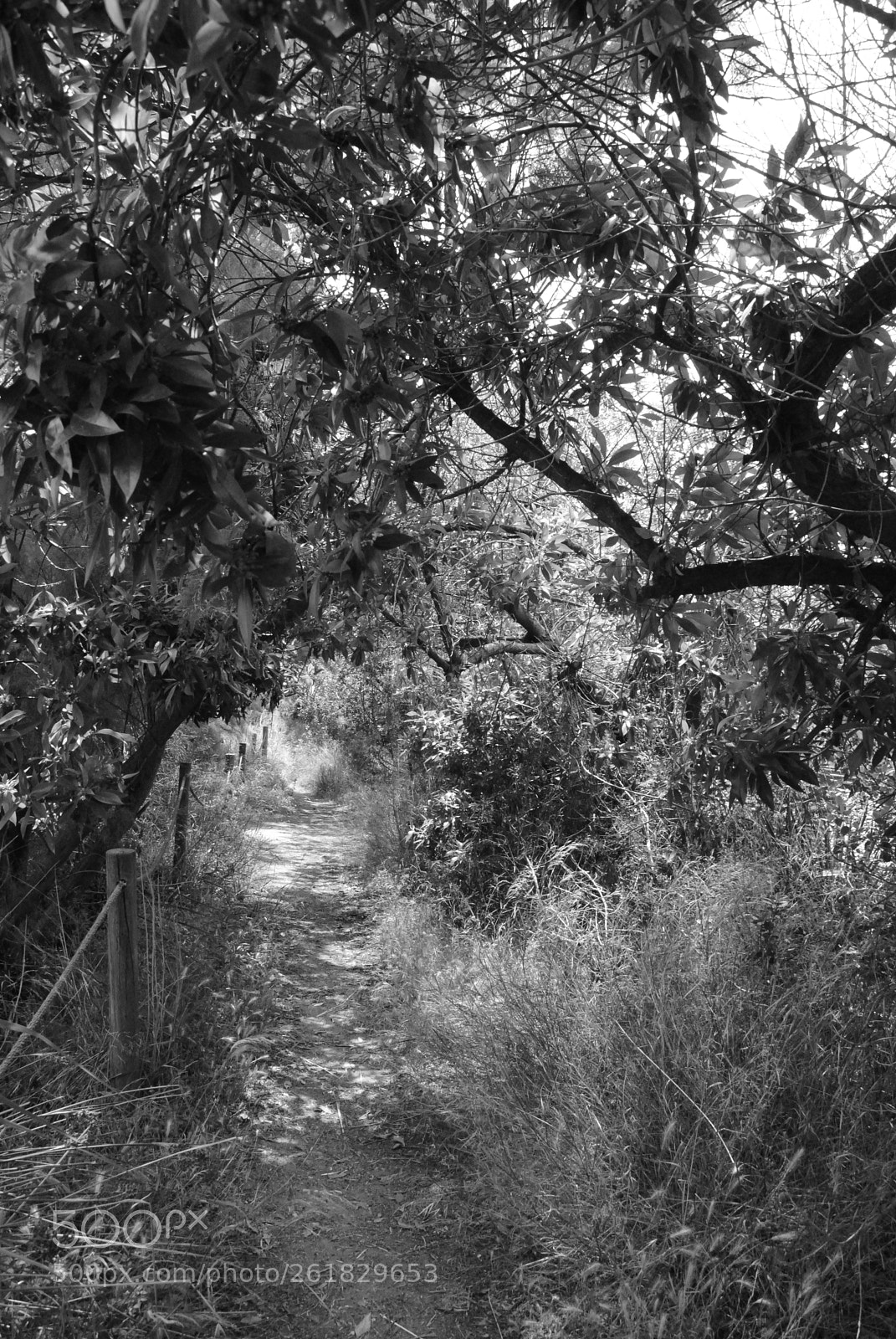 Nikon D3000 sample photo. El muntany zona protegida photography