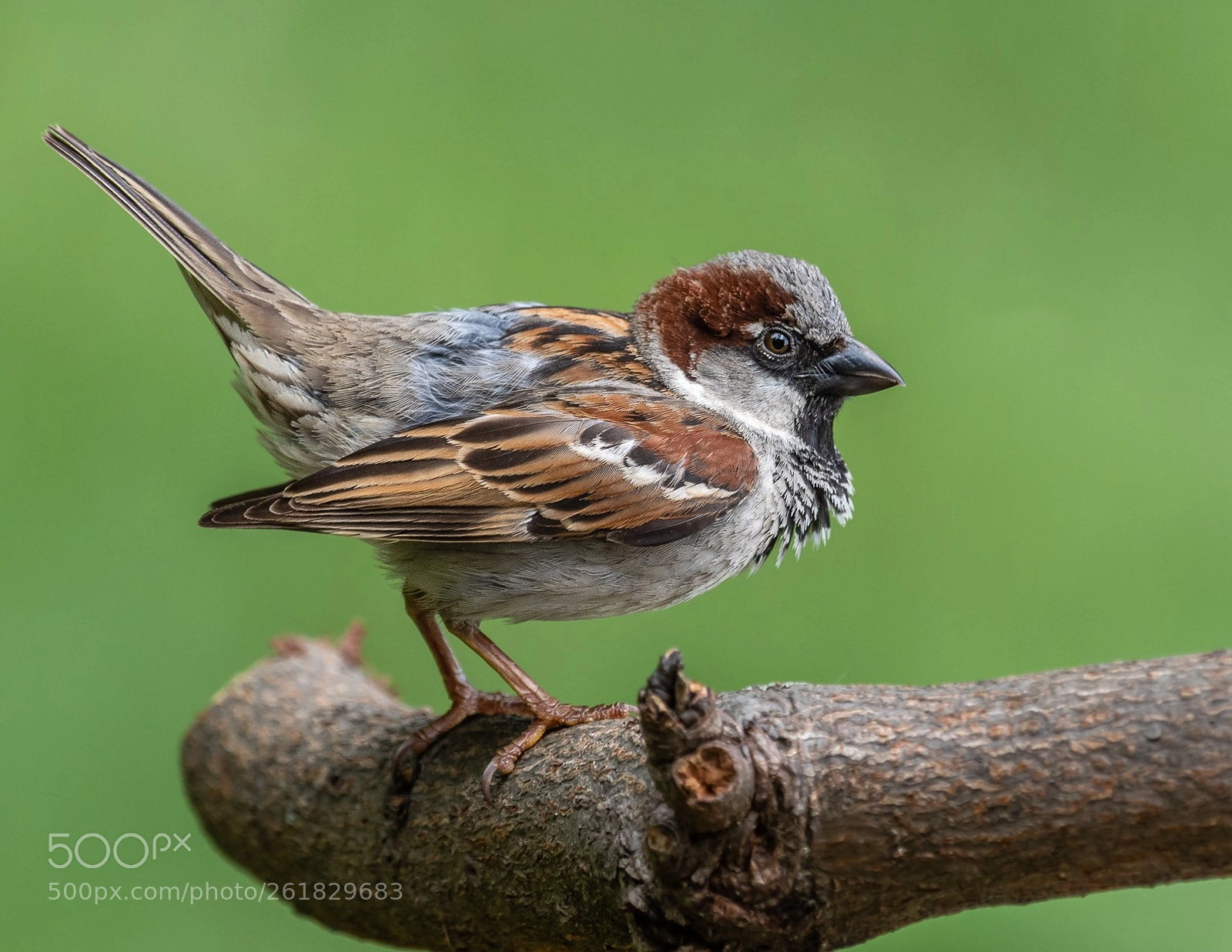 Nikon D500 sample photo. House sparrow photography