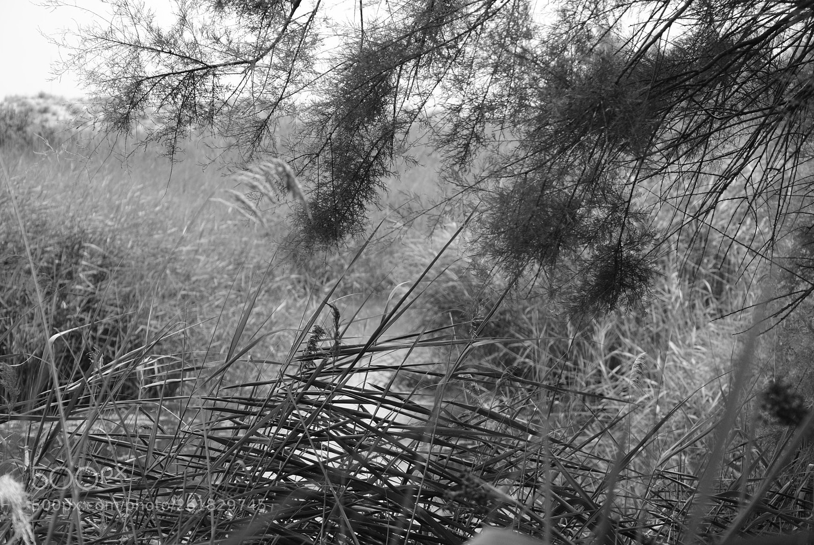 Nikon D3000 sample photo. El muntany zona protegida photography