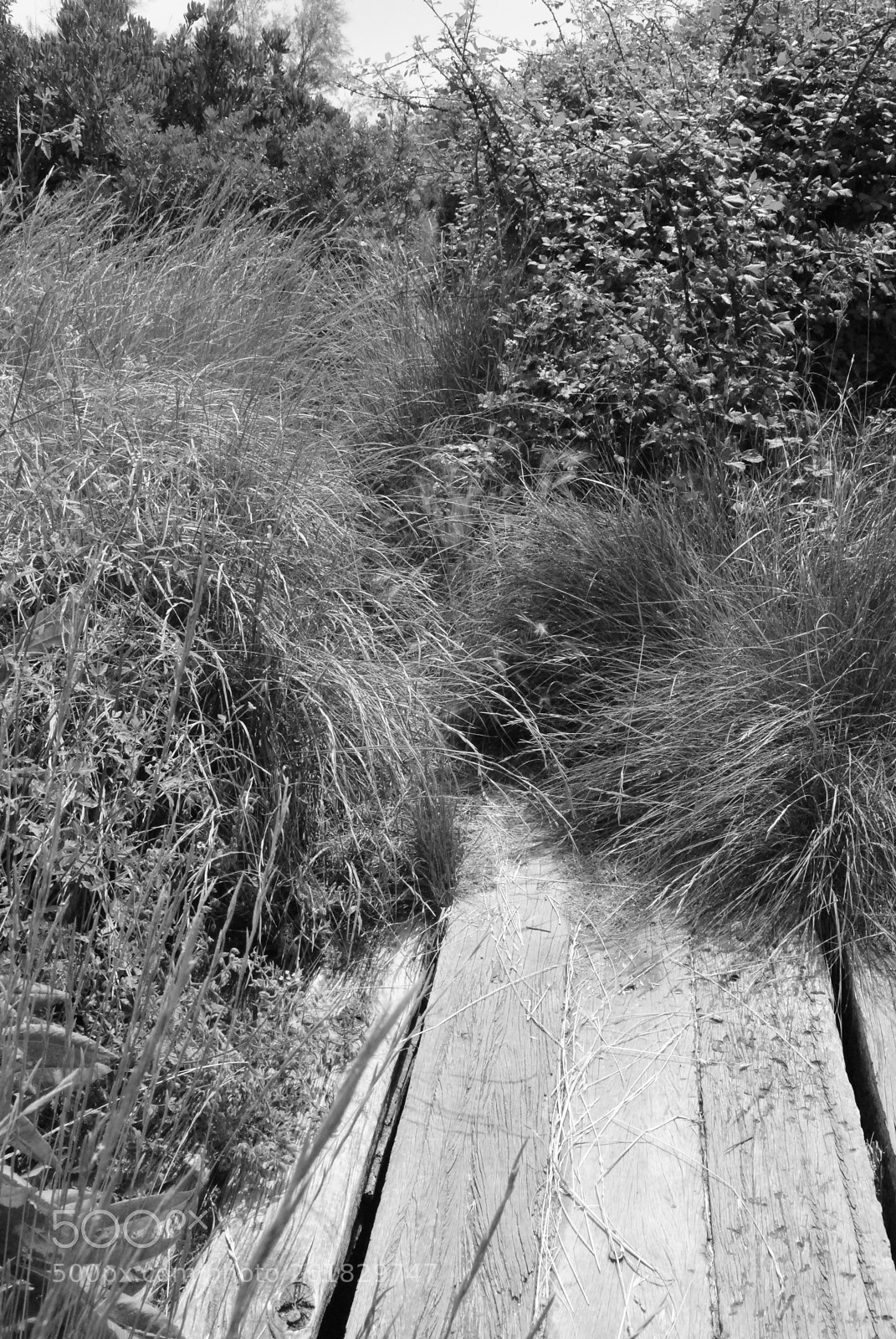 Nikon D3000 sample photo. El muntany zona protegida photography