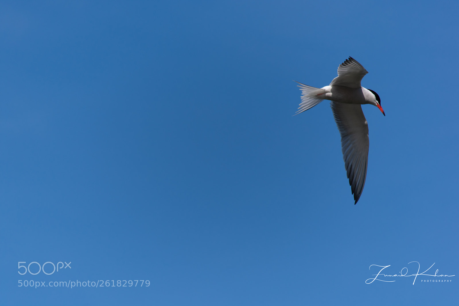 Nikon D3400 sample photo. Tern photography