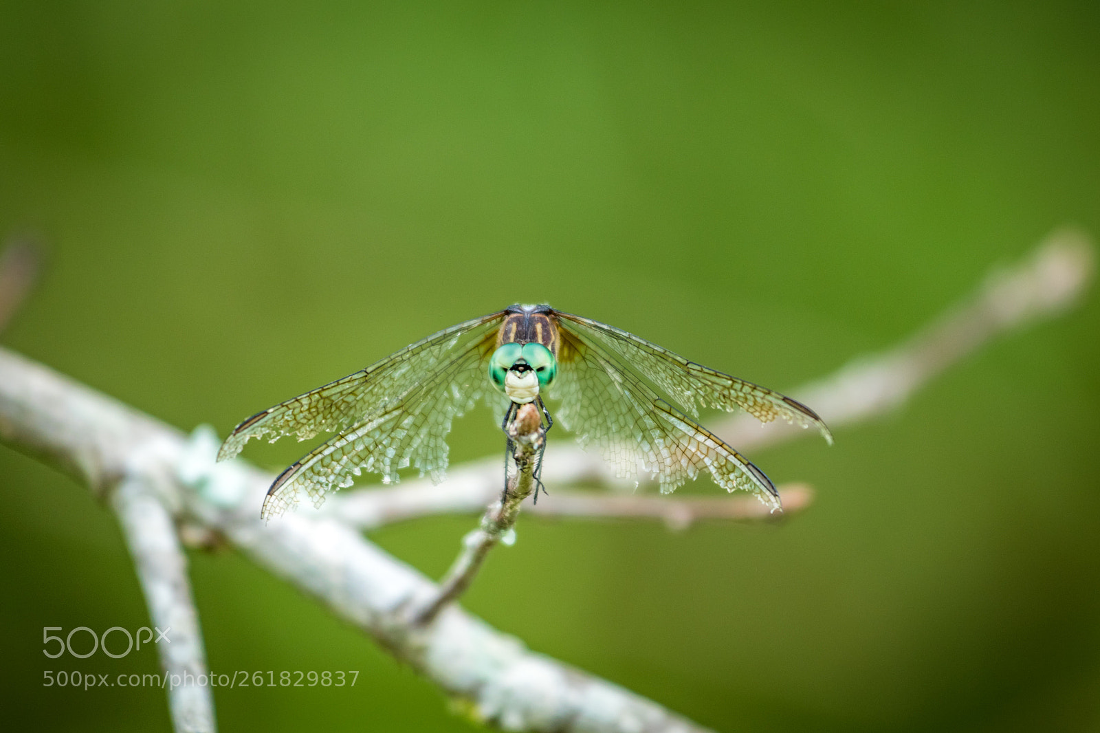 Canon EOS 80D sample photo. Dragon fly stare photography