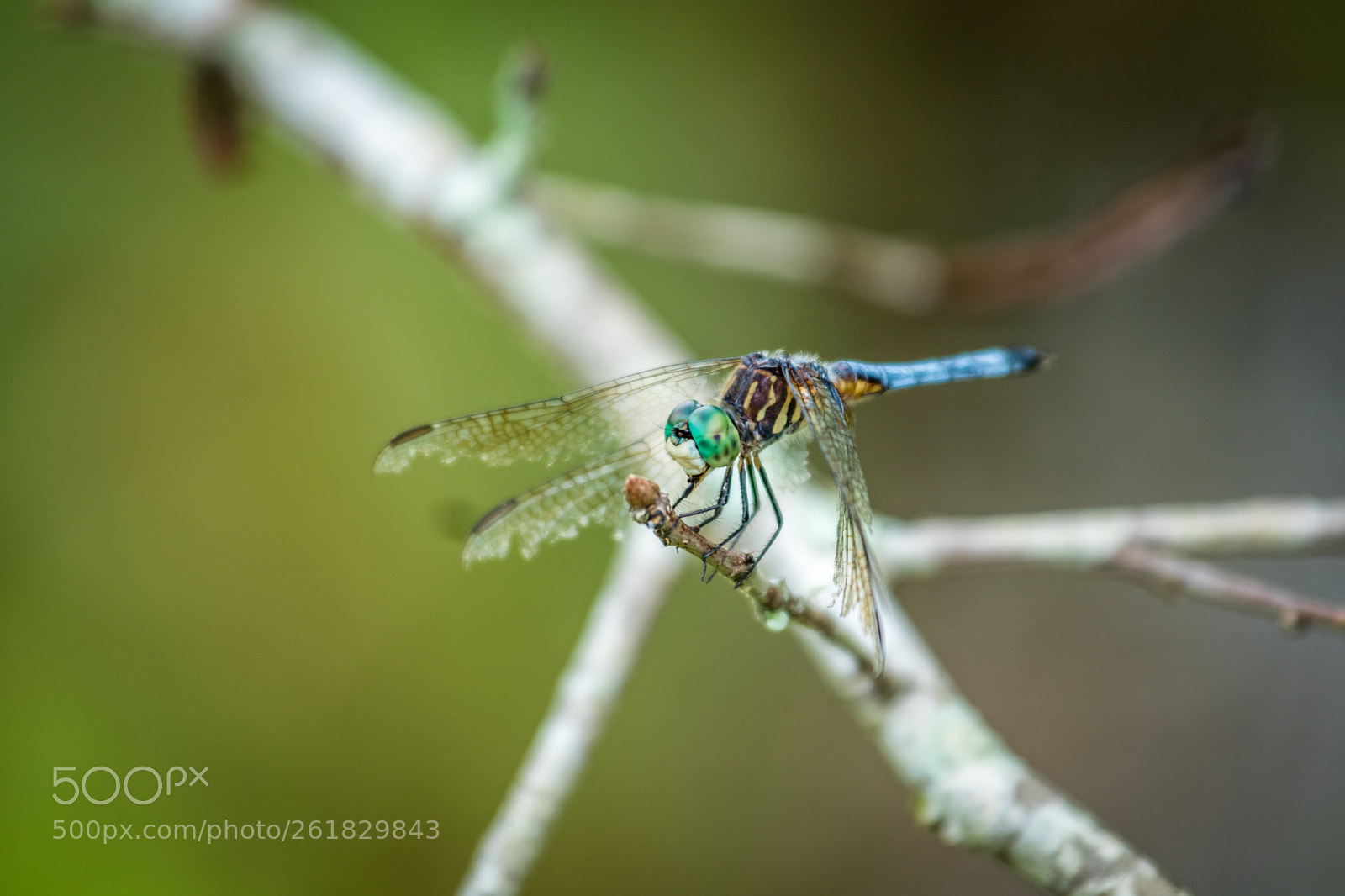 Canon EOS 80D sample photo. Dragon fly photography