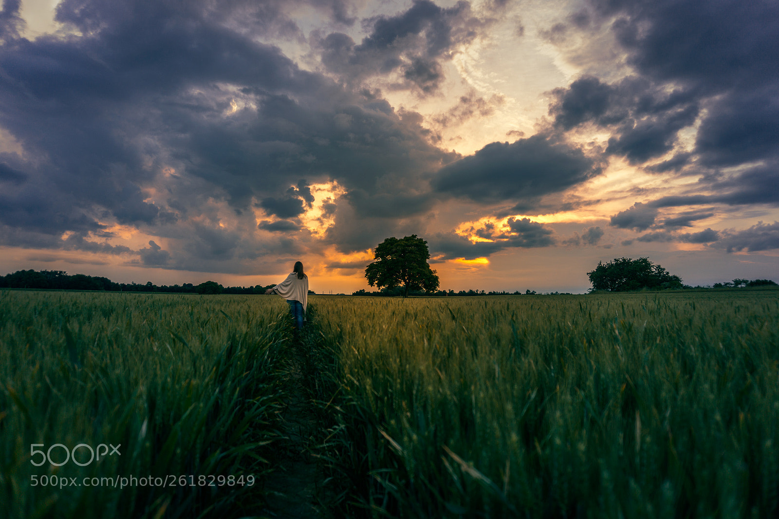 Sony a6000 sample photo. Sunset in cornfield photography