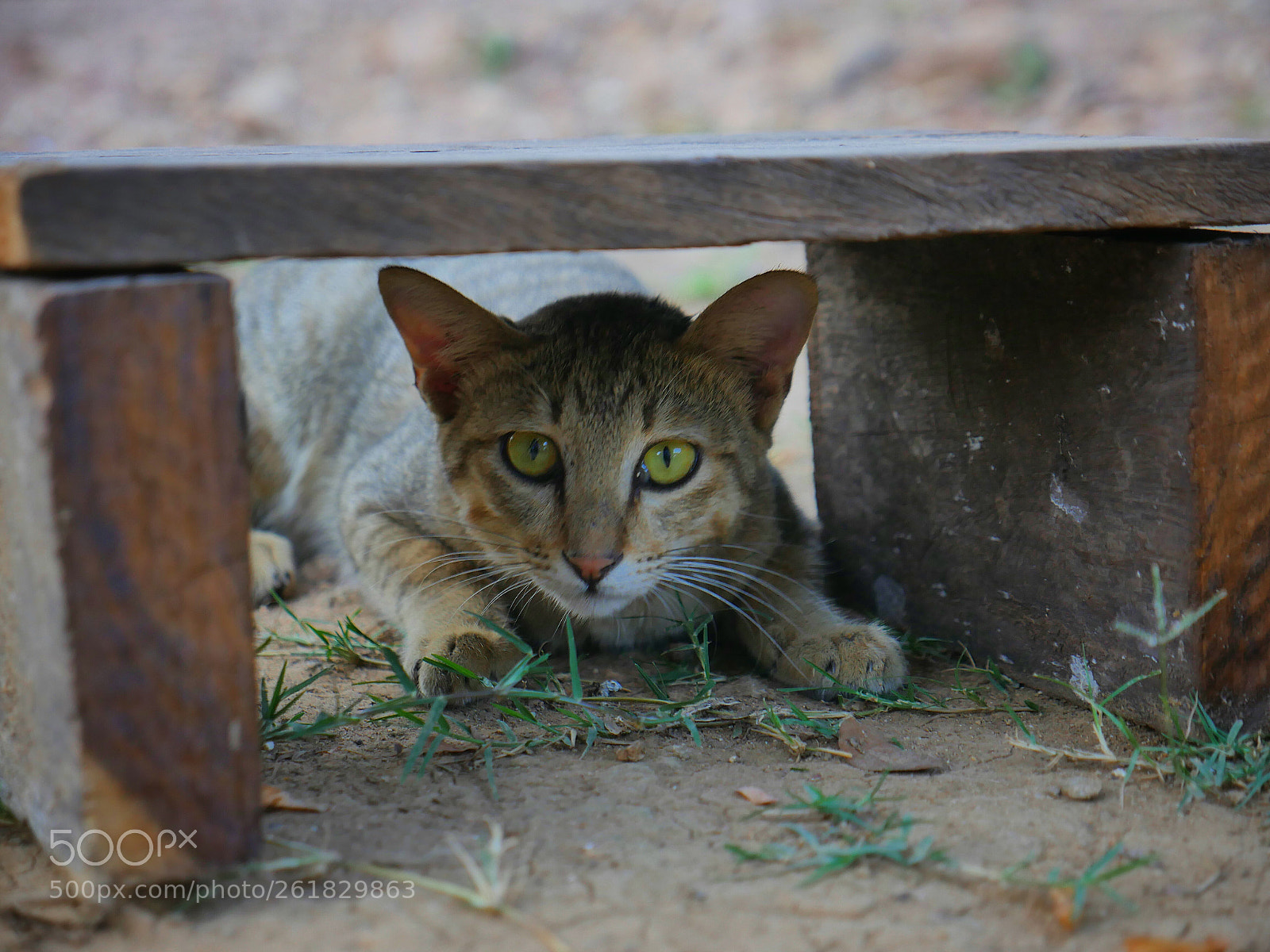 Panasonic Lumix DMC-GH4 sample photo. 2260764-01.jpeg photography