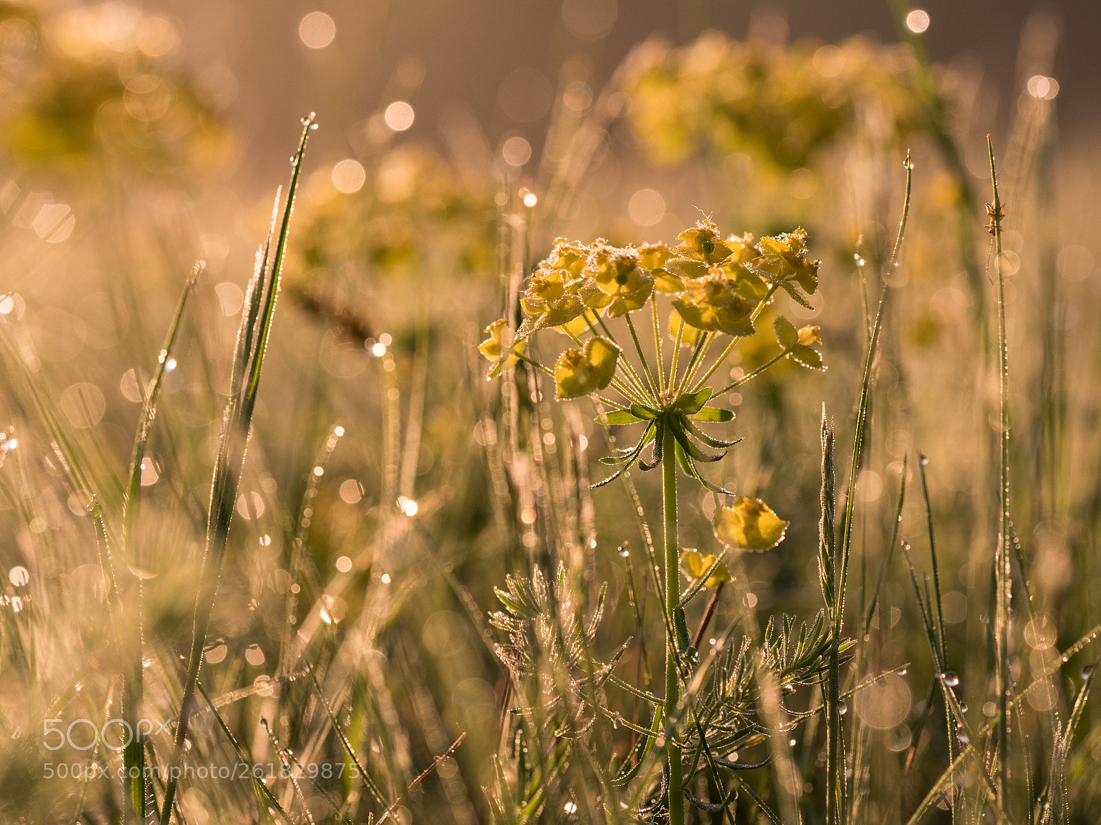 Olympus OM-D E-M5 II sample photo. Yellow is the colour photography