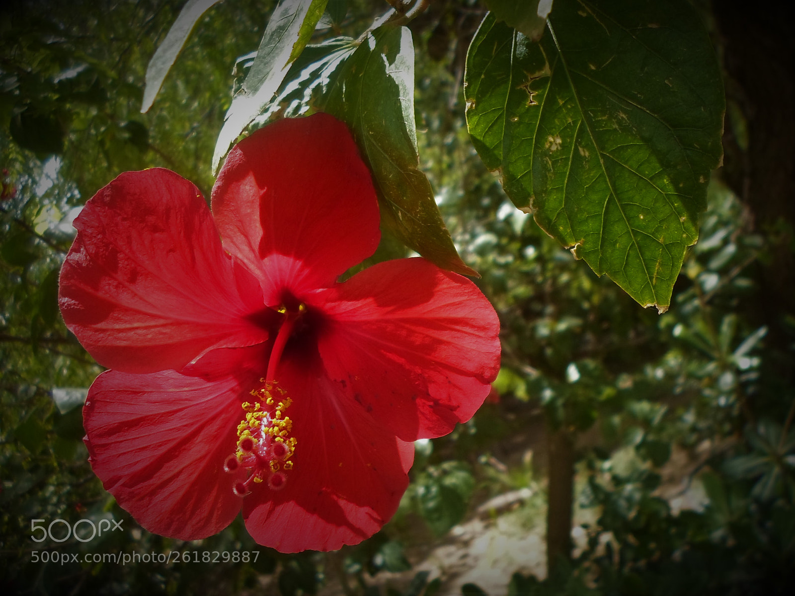 Samsung ST66 / ST68 sample photo. Flower photography