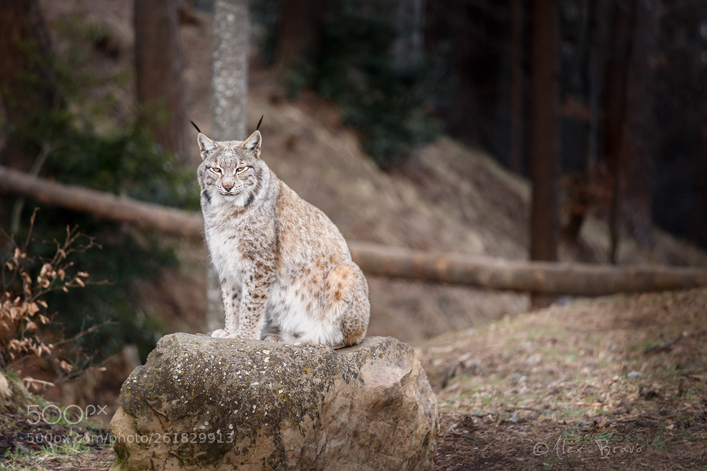 Canon EOS 6D Mark II sample photo. Lince boreal photography
