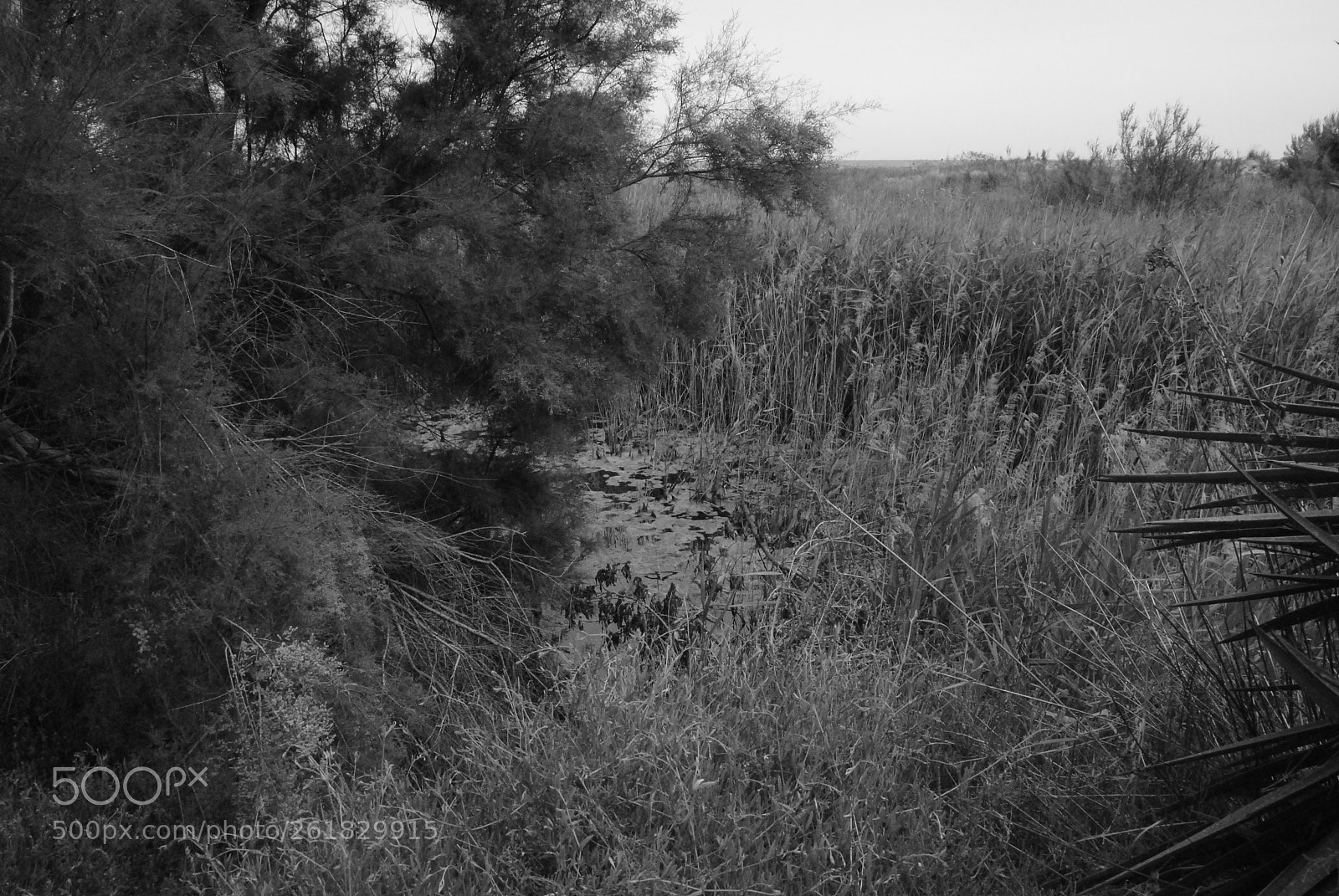 Nikon D3000 sample photo. El muntany zona protegida photography