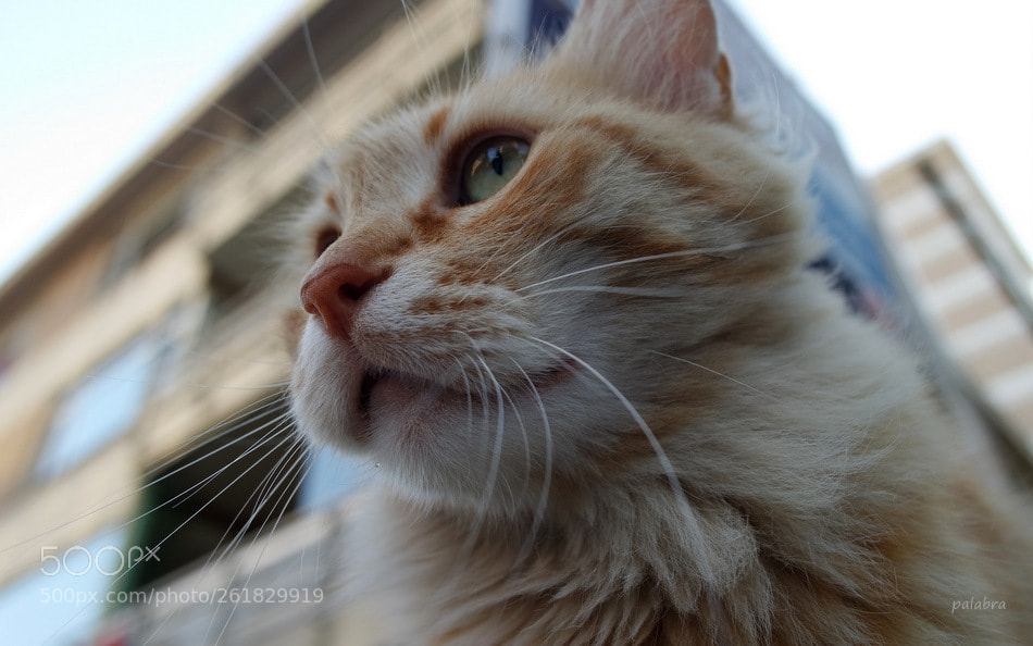 Samsung NX3000 sample photo. ... photography