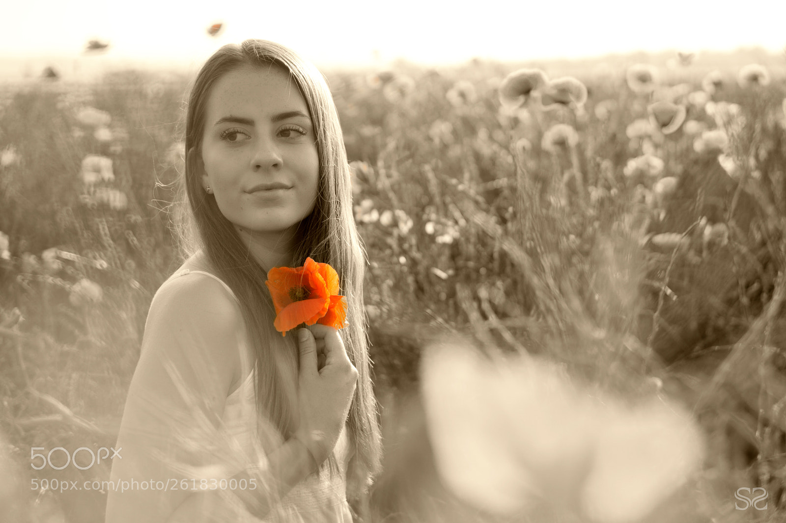 Sony a6000 sample photo. Mohnfeld 3 photography