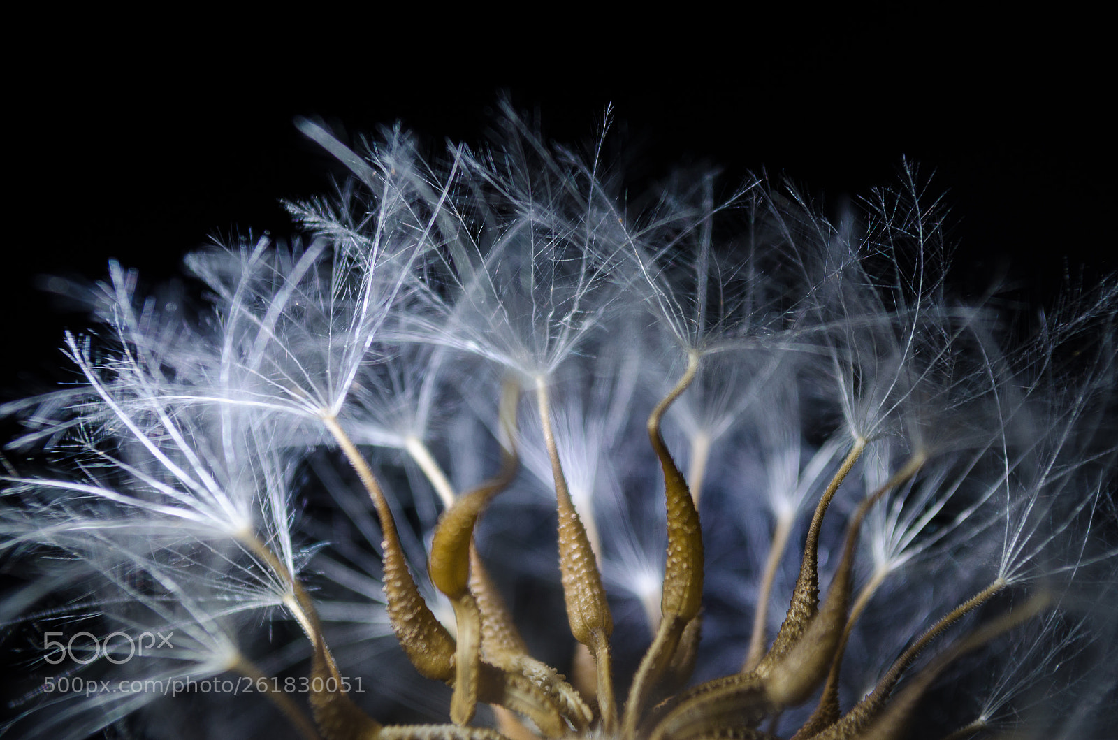 Nikon D5100 sample photo. Make a wish photography