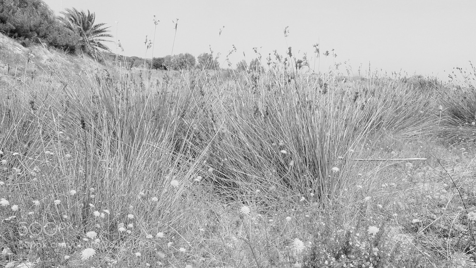 Fujifilm XQ2 sample photo. El muntany zona protegida photography