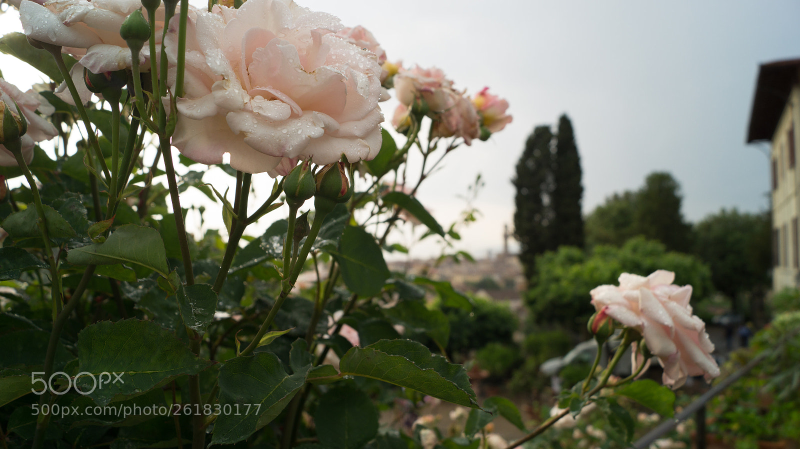 Sony SLT-A58 sample photo. The roses of florence photography