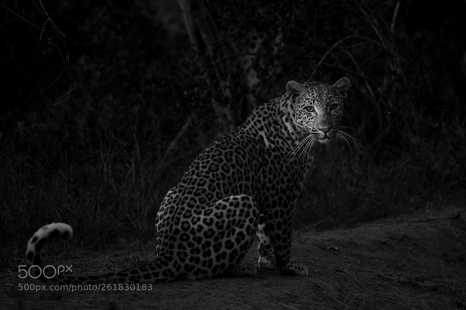 Nikon D750 sample photo. Leopard photography