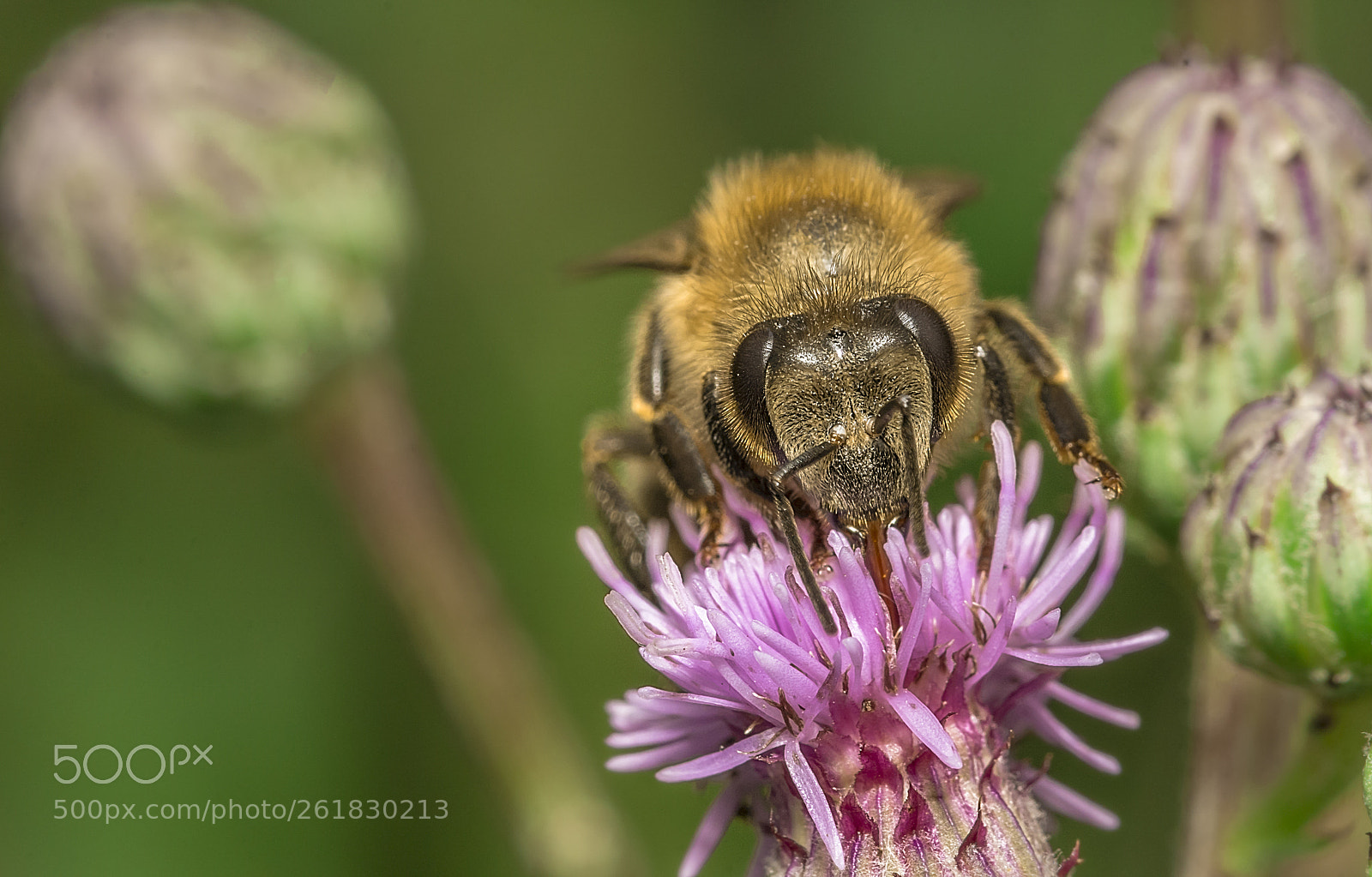 Sony a6000 sample photo. Bee 78 photography