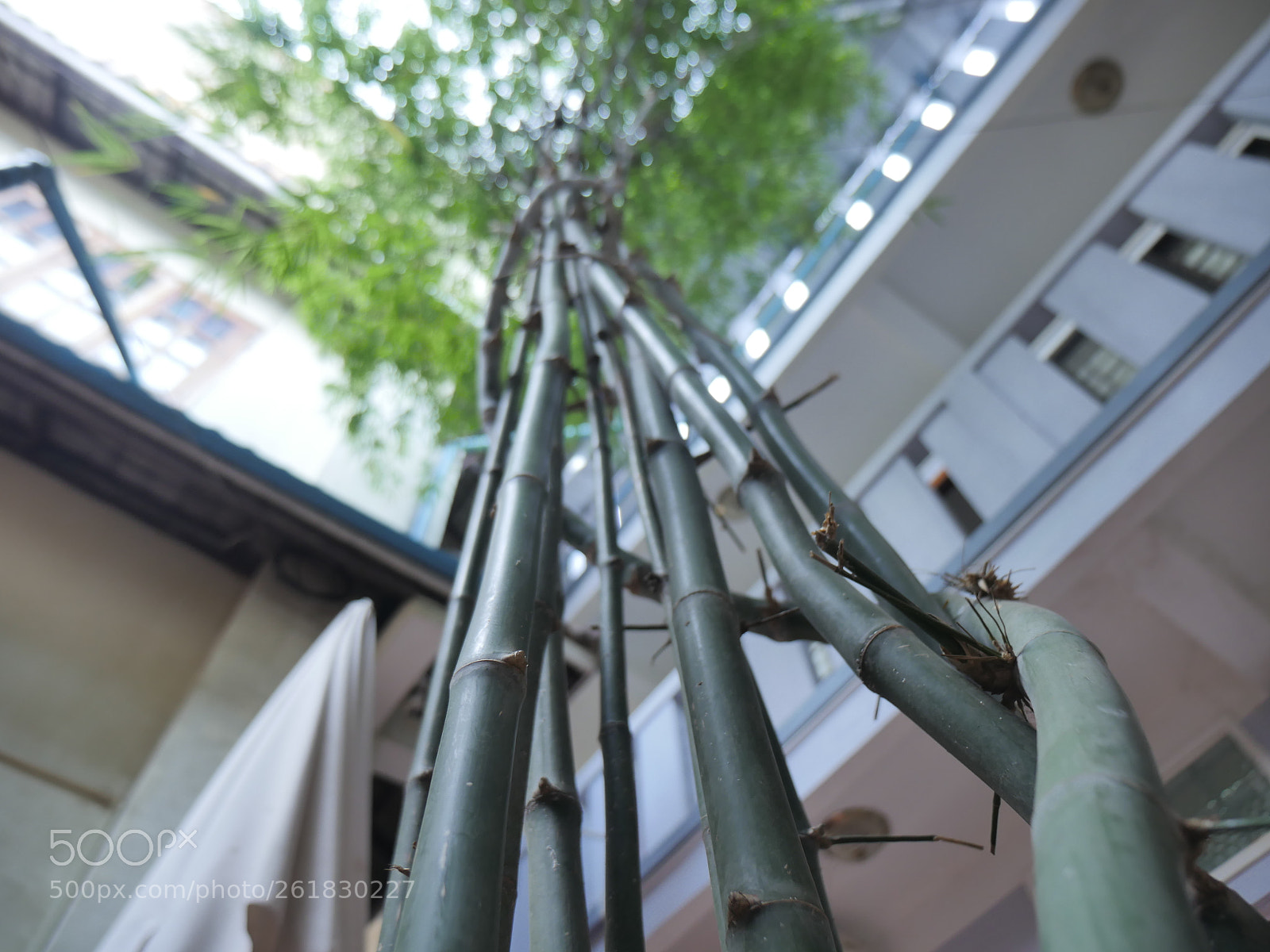Panasonic Lumix DMC-GH4 sample photo. P photography