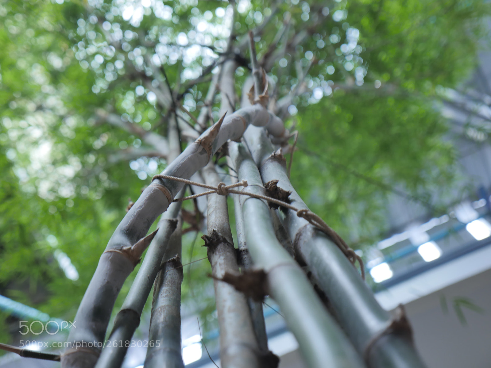 Panasonic Lumix DMC-GH4 sample photo. P photography