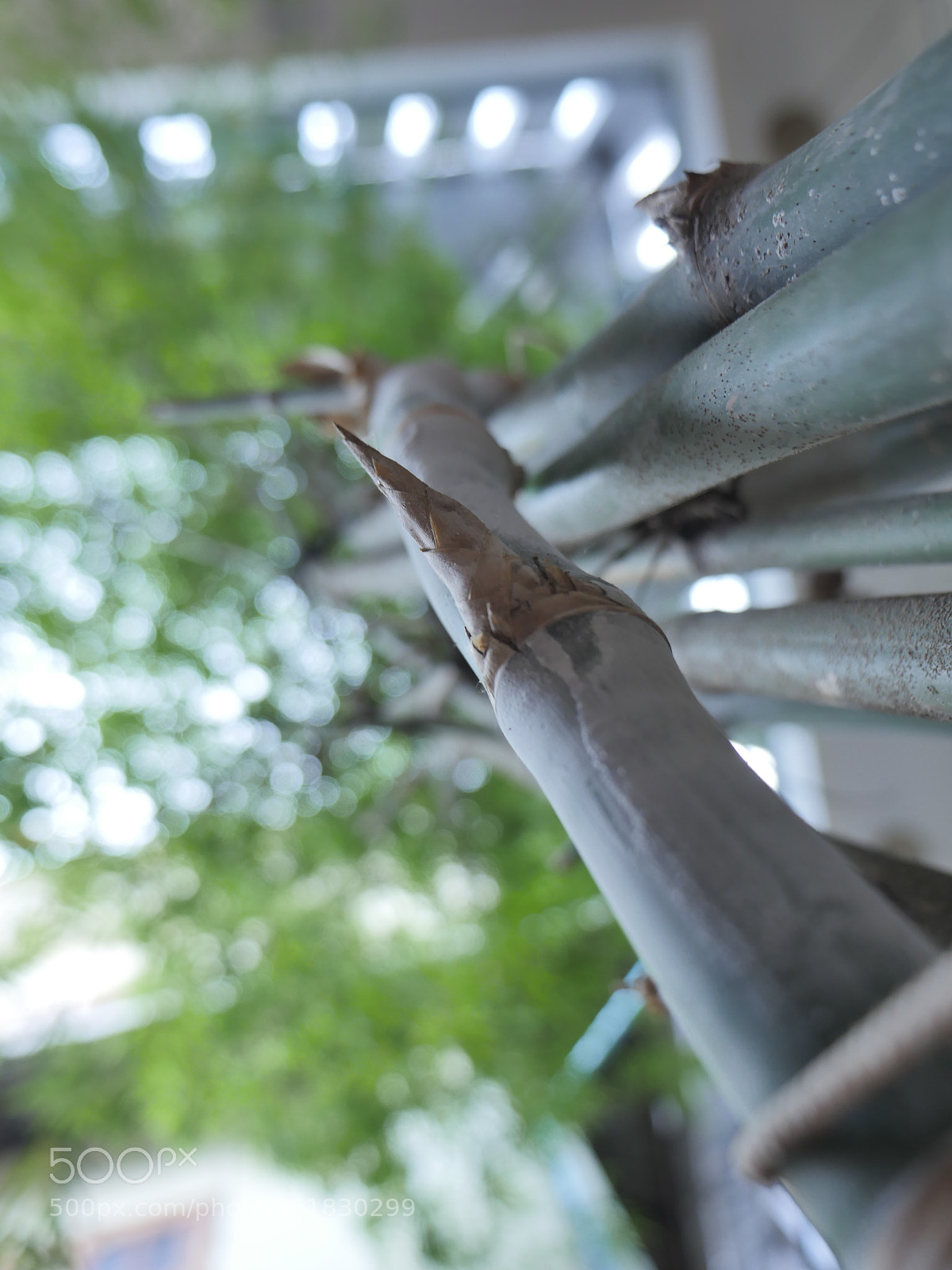 Panasonic Lumix DMC-GH4 sample photo. P photography