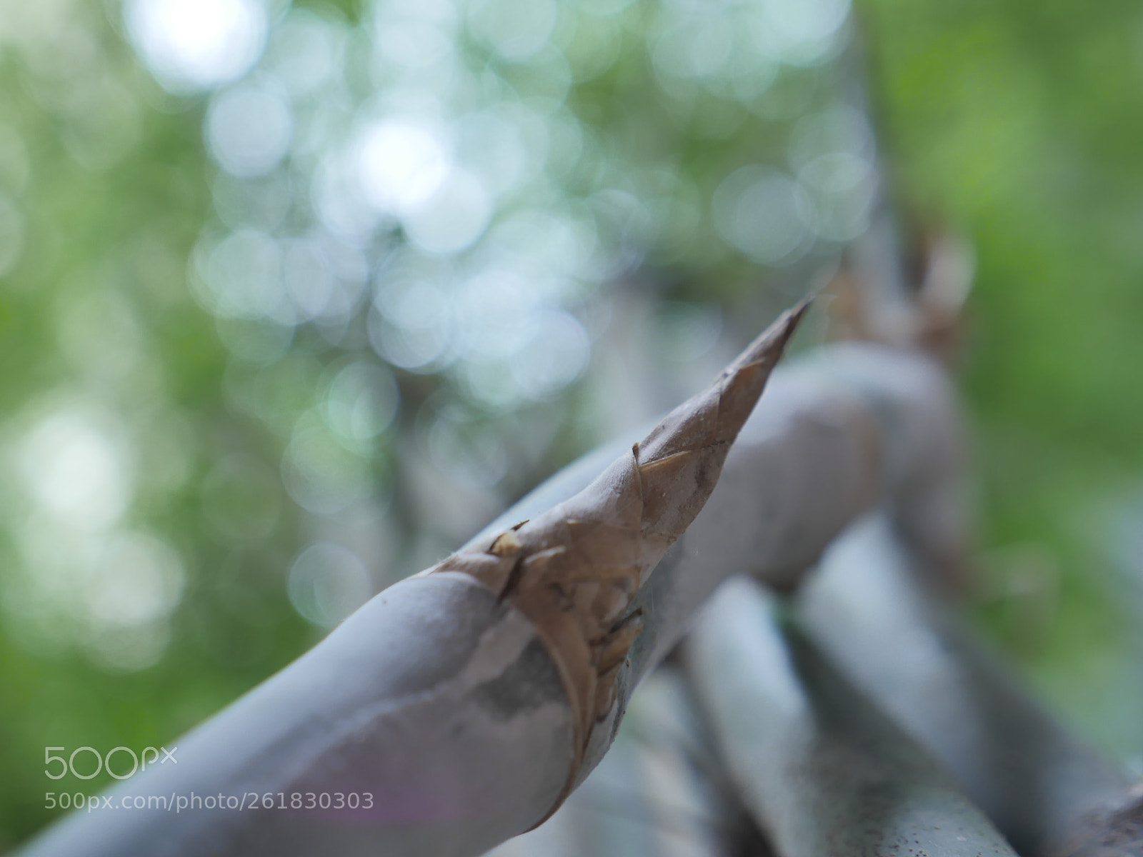 Panasonic Lumix DMC-GH4 sample photo. P photography