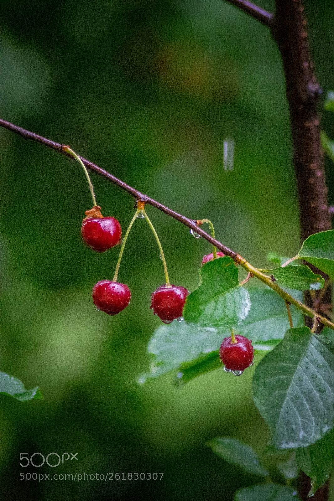 Nikon D3300 sample photo. Cherry photography