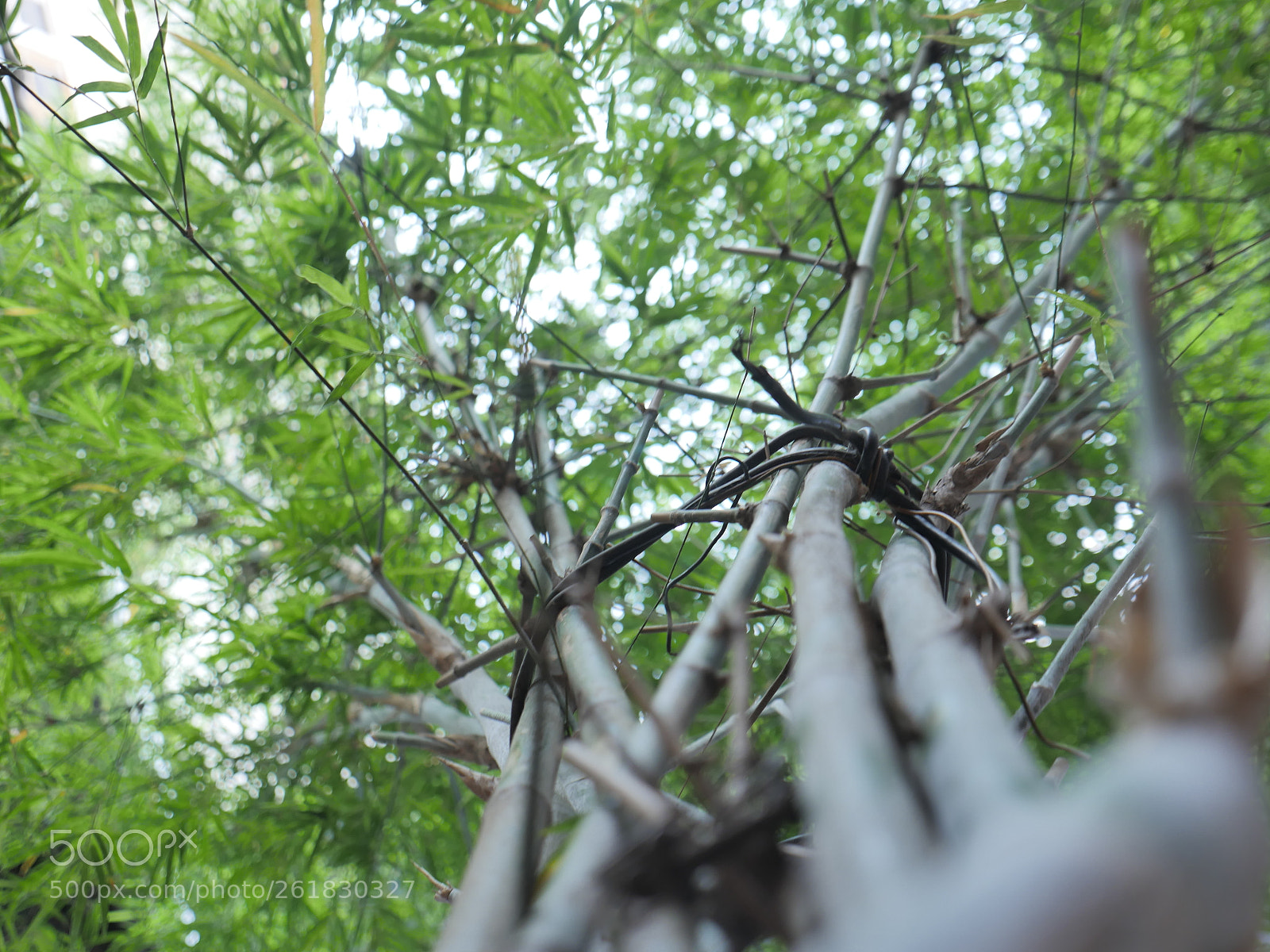 Panasonic Lumix DMC-GH4 sample photo. P photography